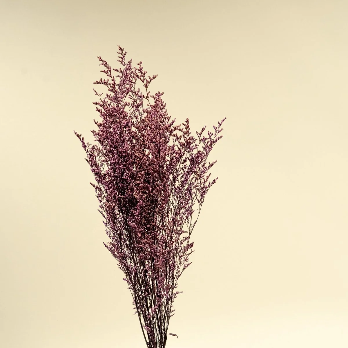 Preserved Caspia - Purple - Image 3