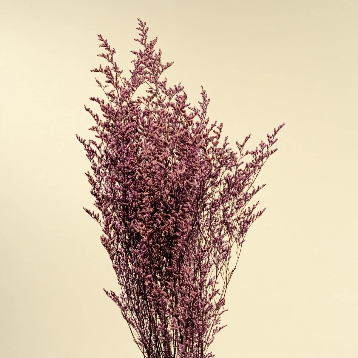 Preserved Caspia - Purple - Image 4