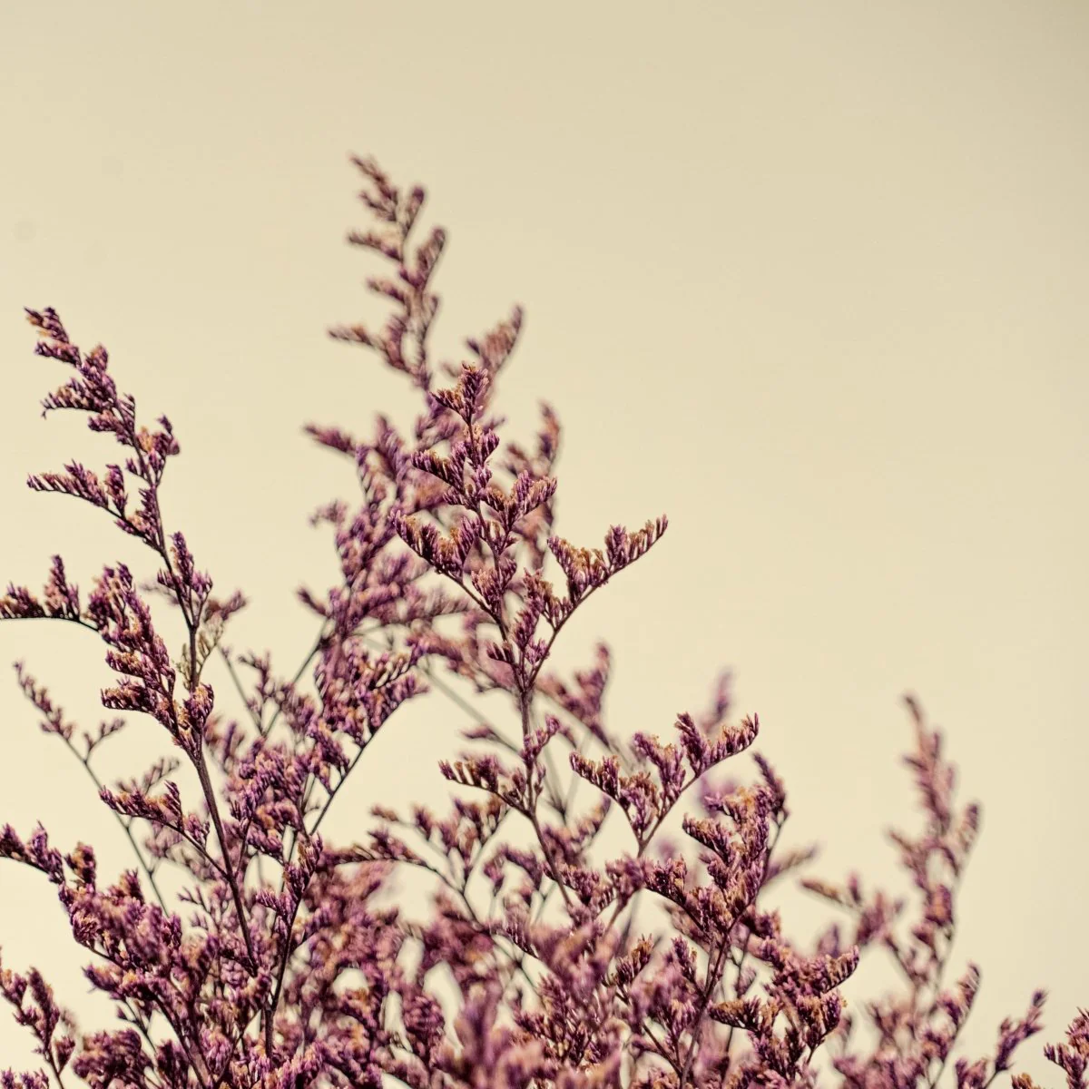 Preserved Caspia - Purple - Image 5
