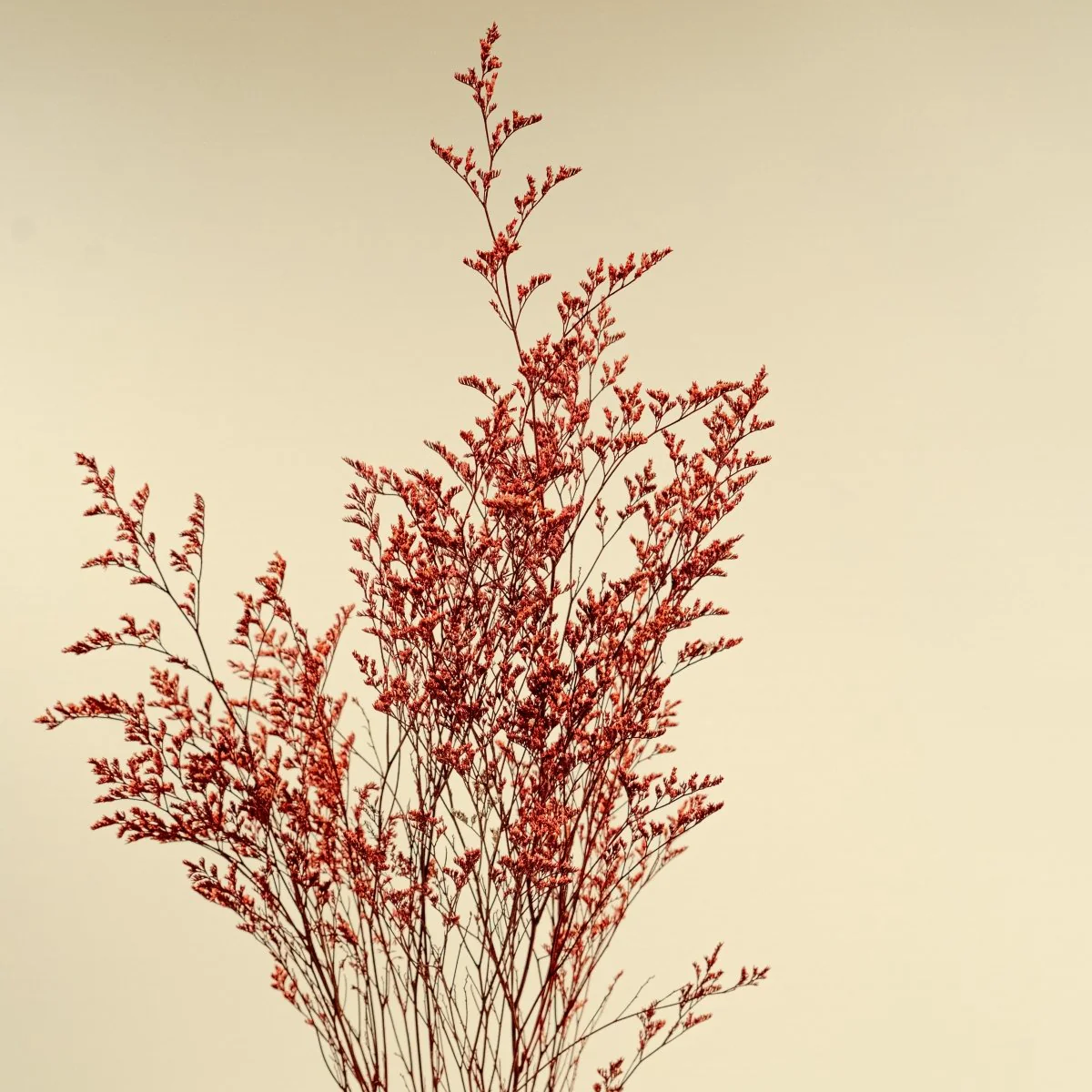 Preserved Caspia - Red - Image 3