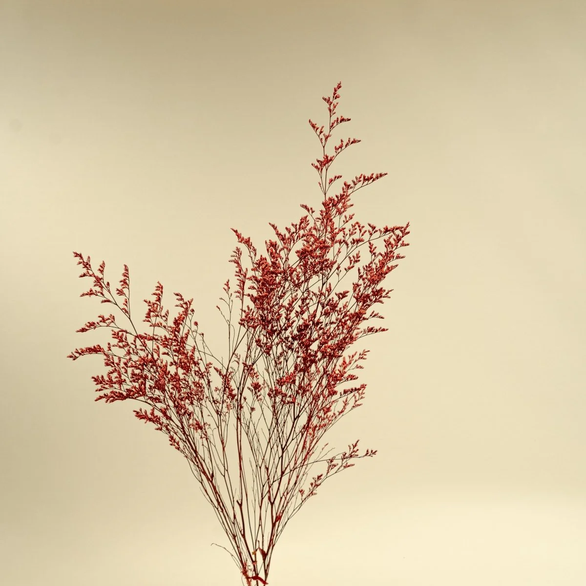Preserved Caspia - Red - Image 4