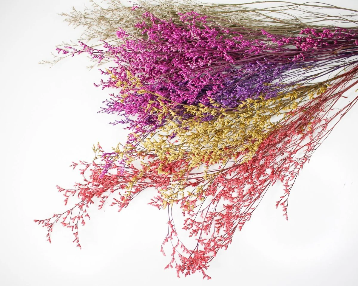 Preserved Caspia Sample Pack - Image 3