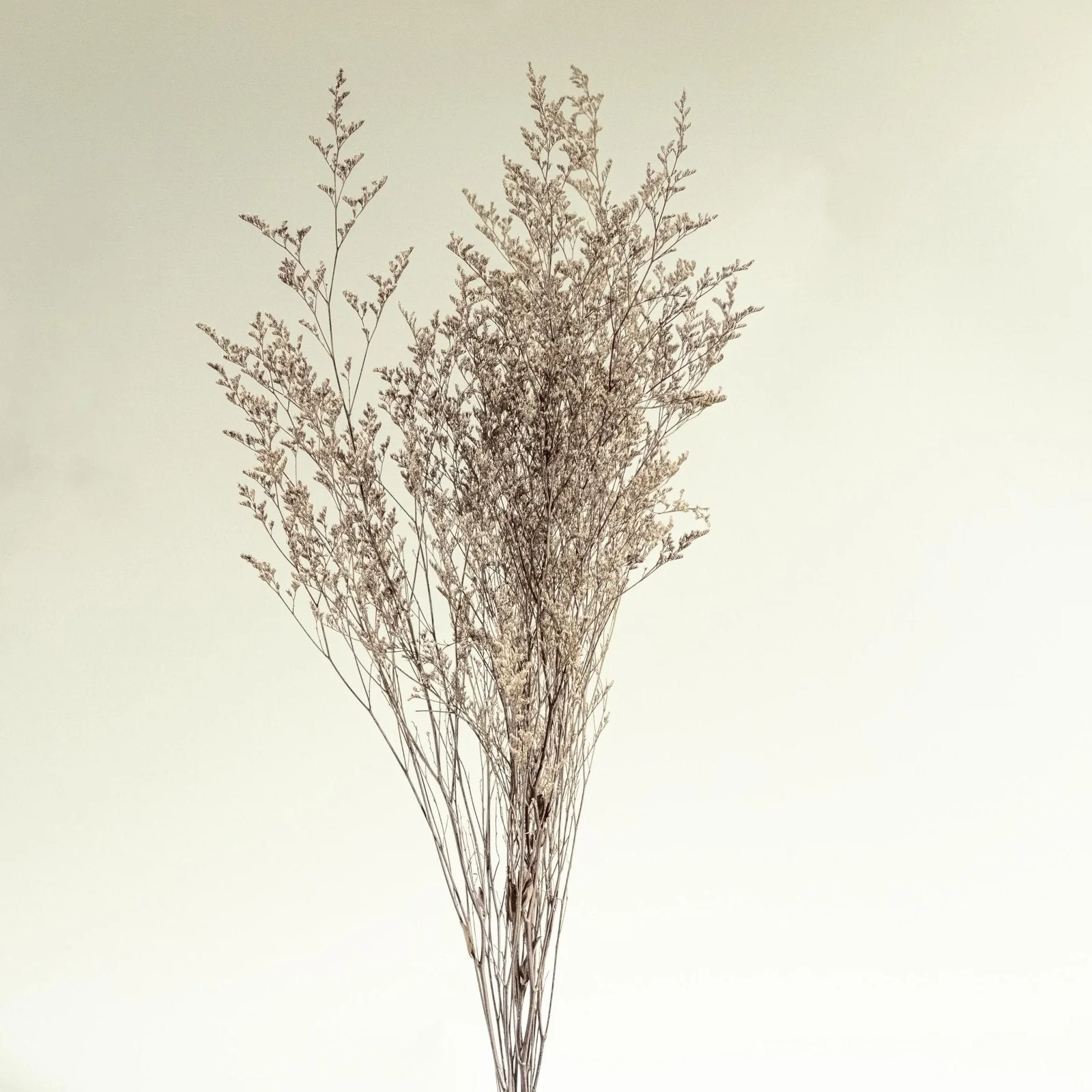 Preserved Caspia (Silver) - Sample - Image 3
