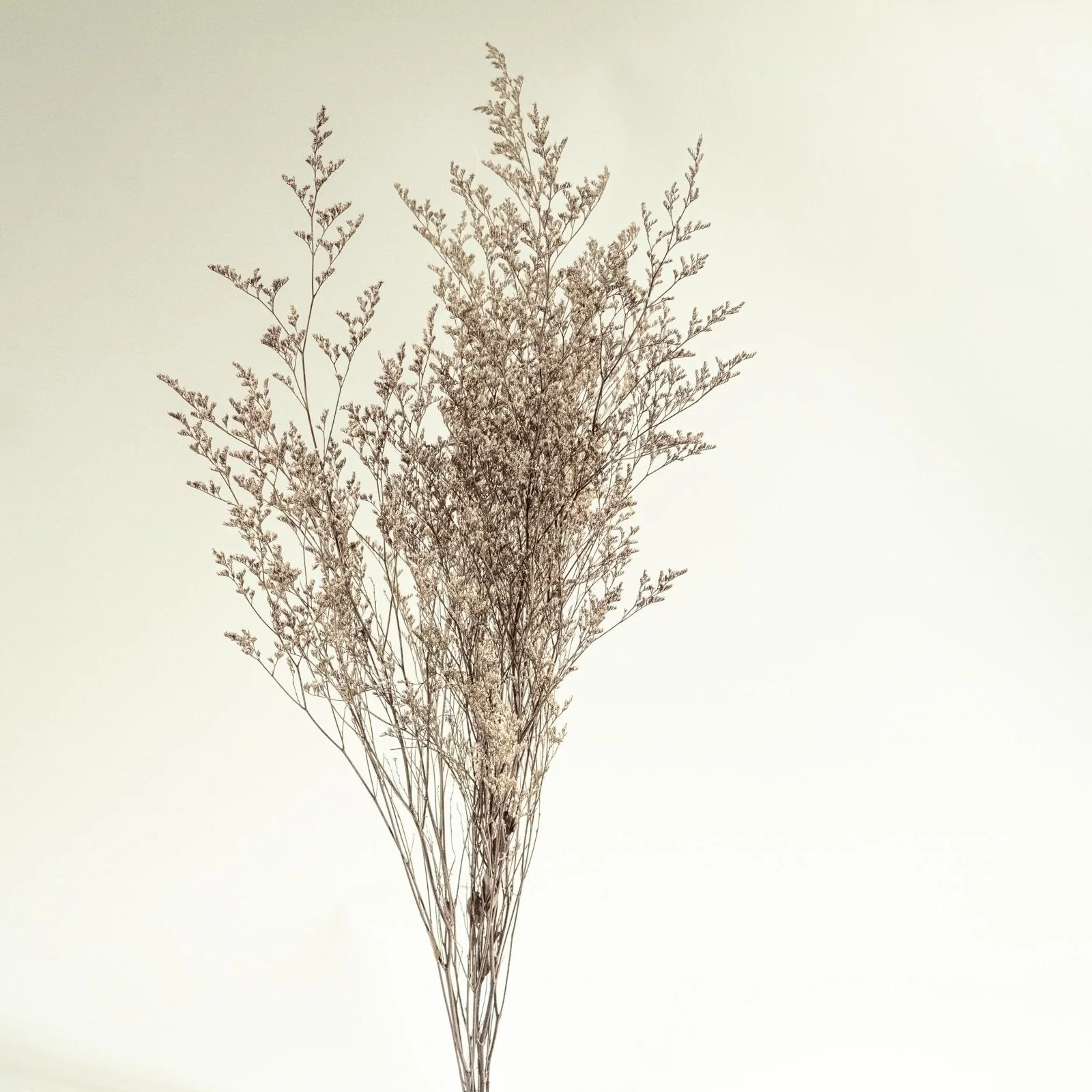 Preserved Caspia (Silver) - Sample - Image 4