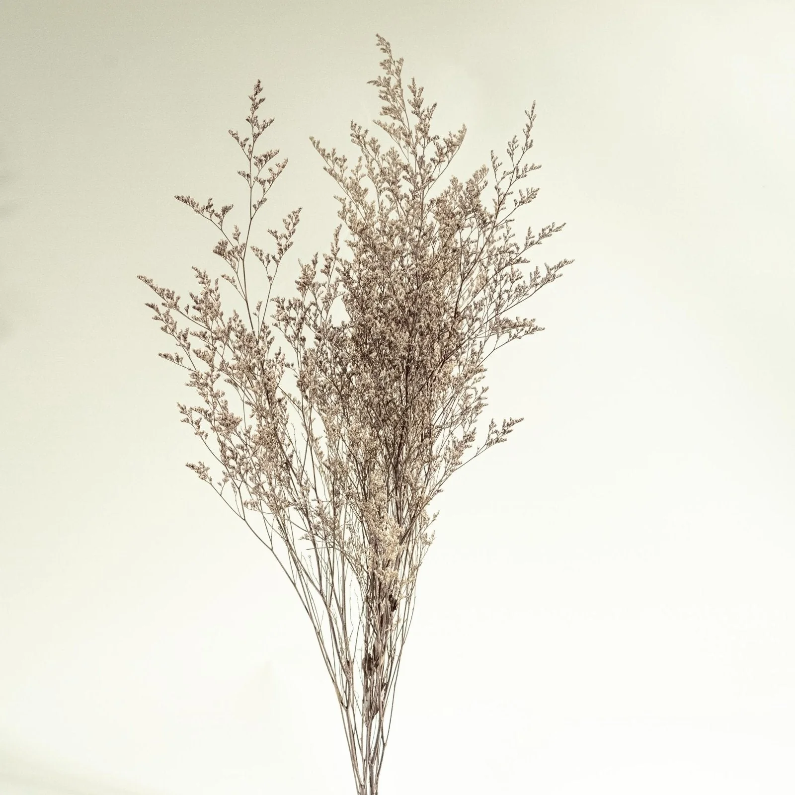 Preserved Caspia (Silver) - Sample - Image 5