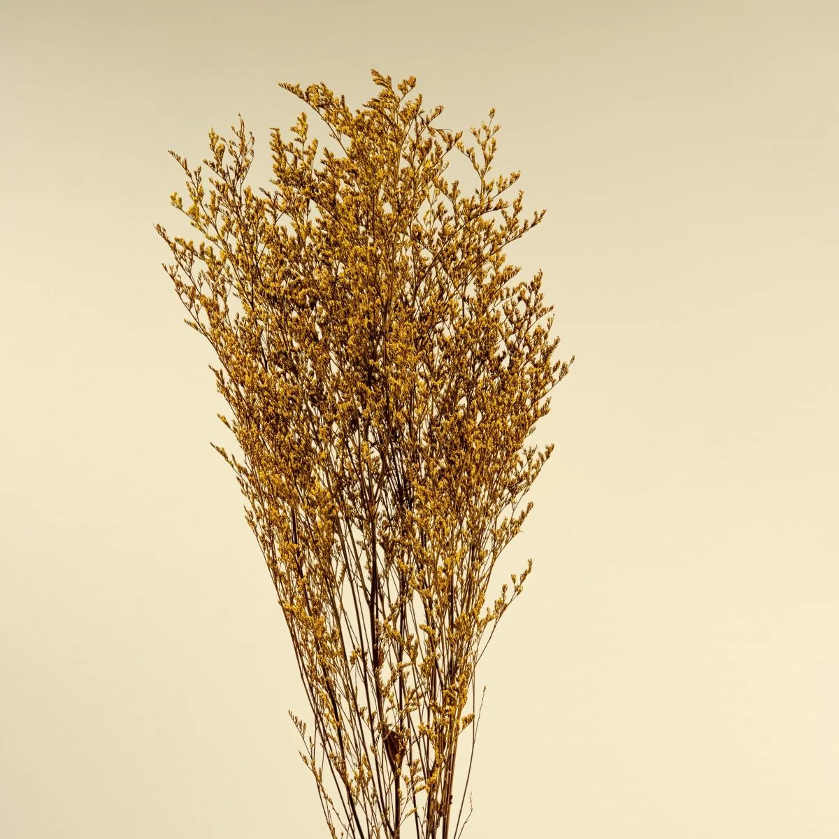 Preserved Caspia - Yellow - Image 3