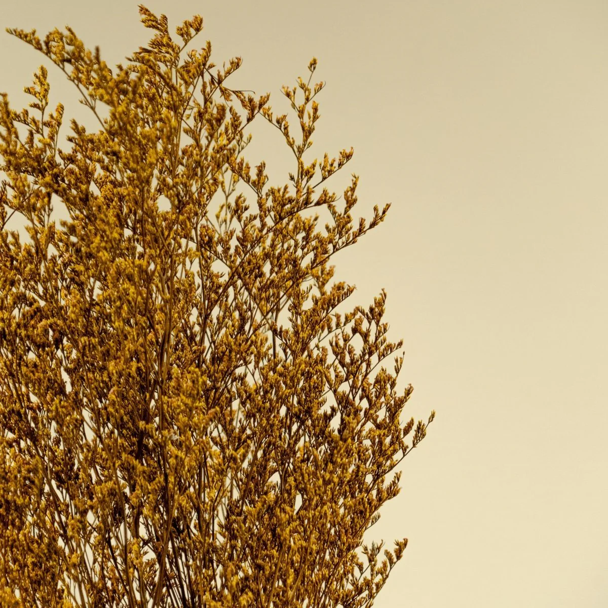 Preserved Caspia - Yellow - Image 4