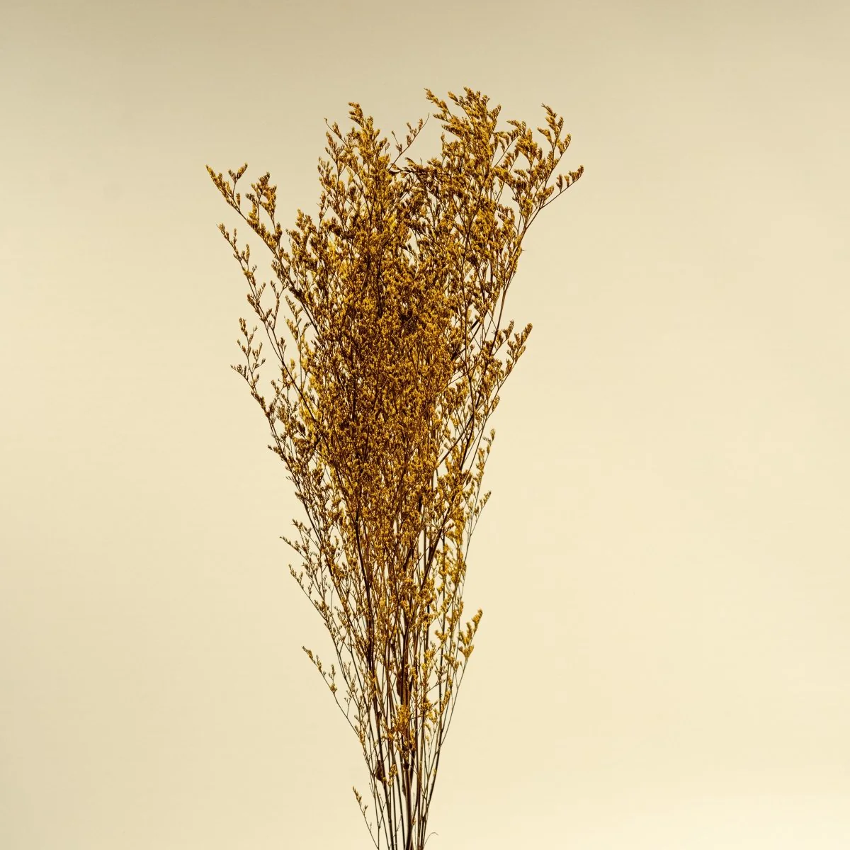 Preserved Caspia - Yellow - Image 5