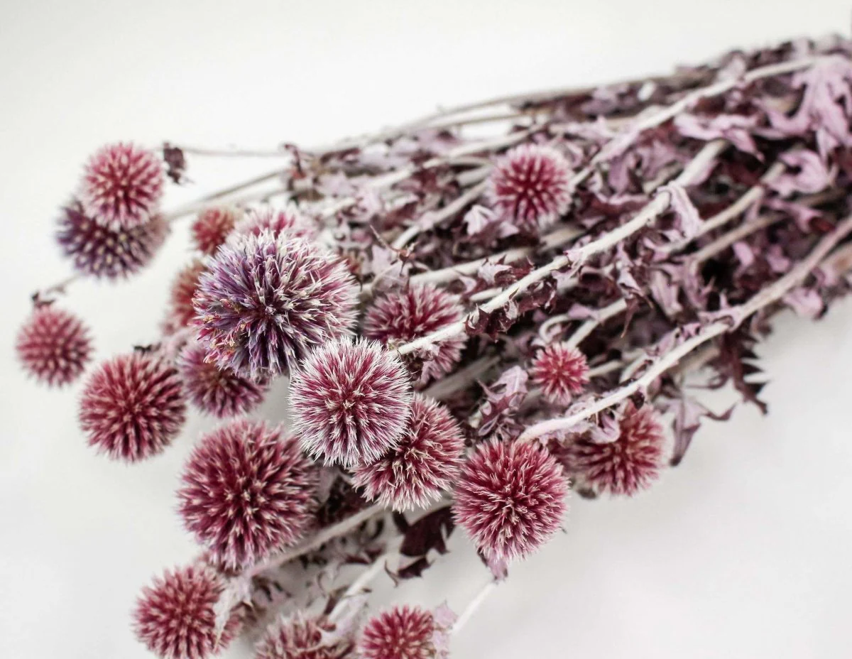 Preserved Echinops - Burgundy - Image 2
