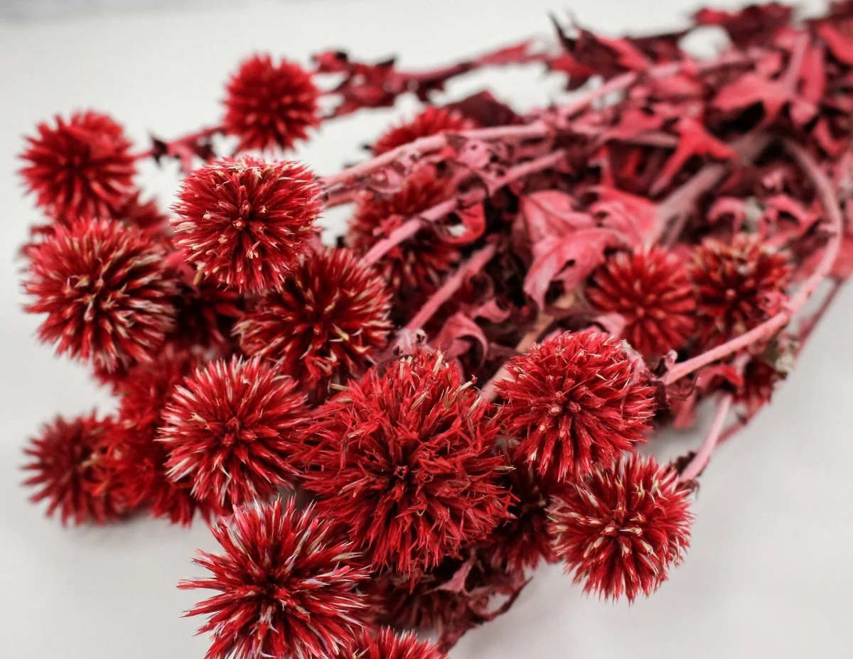 Preserved Echinops - Red - Image 2