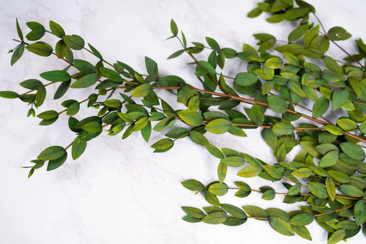 Preserved Gunni Eucalyptus - Green - Image 2