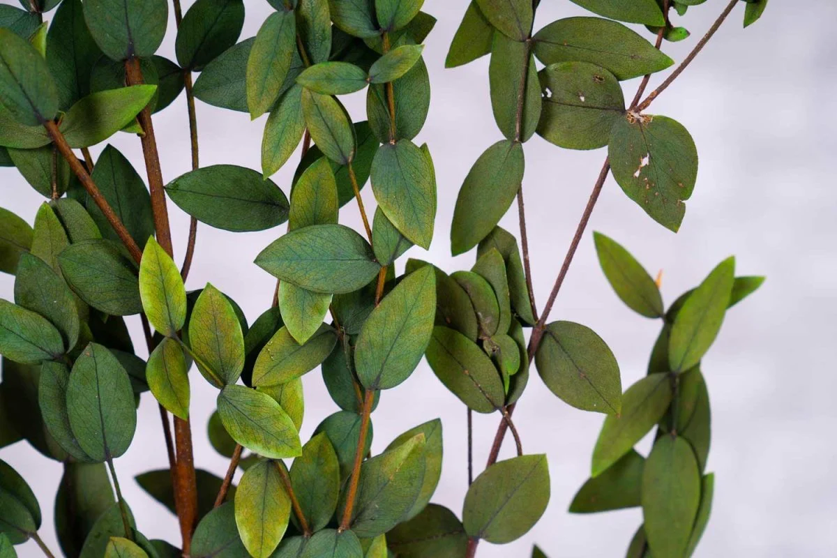 Preserved Gunni Eucalyptus - Green - Image 4