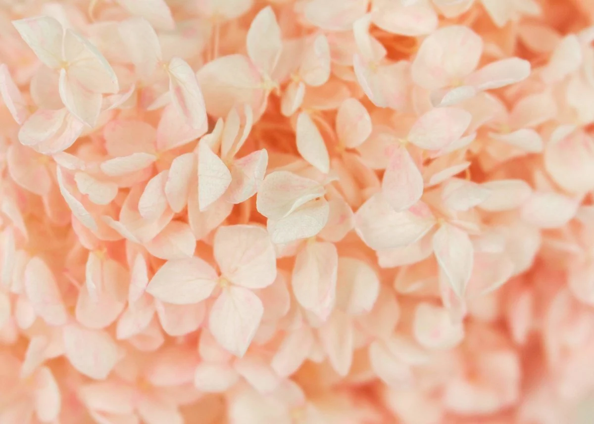 Preserved Hydrangea - Blush - Image 2