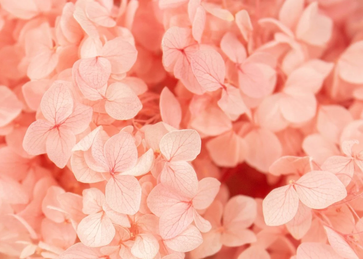 Preserved Hydrangea - Classic Pink - Image 2