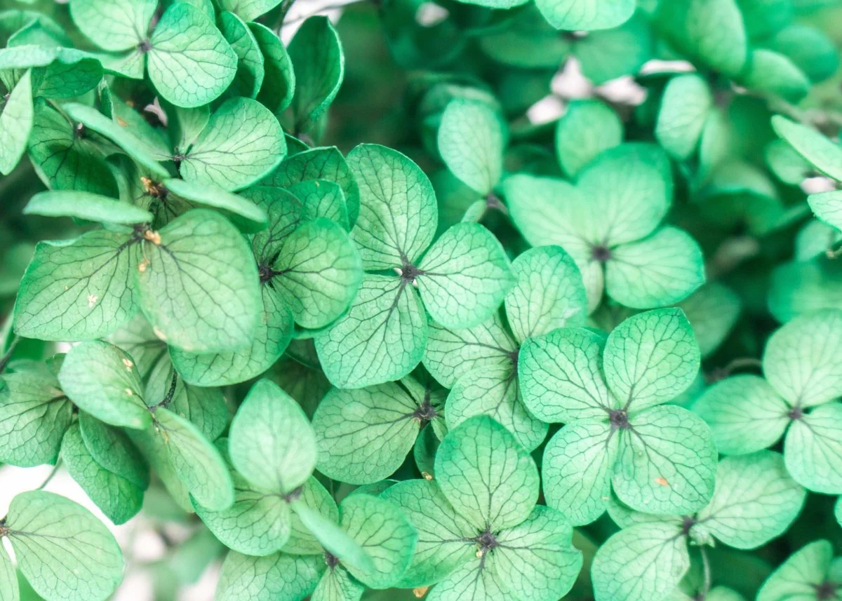 Hydrangea - Emerald Green - Image 2