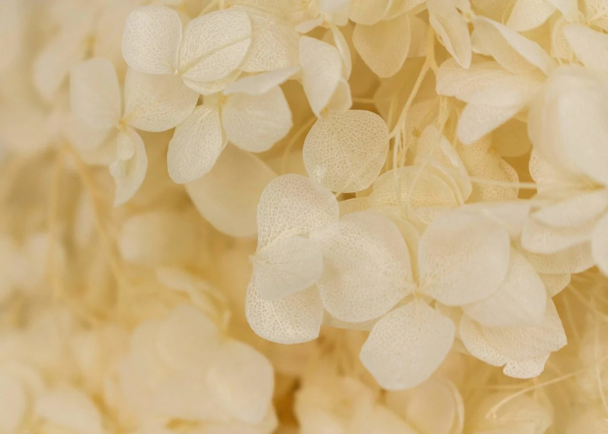 Preserved Hydrangea - Ivory - Image 2