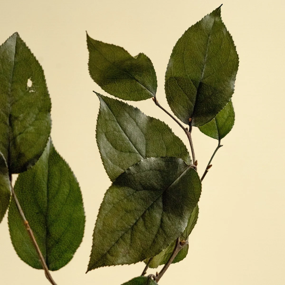 Preserved Salal (Green) - Sample - Image 3