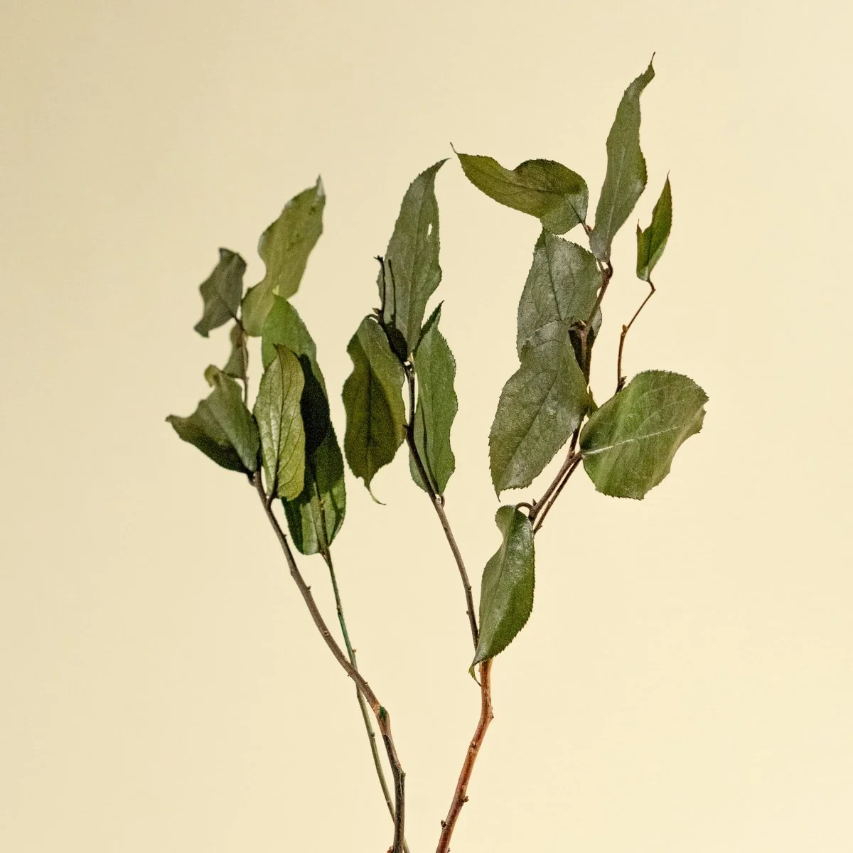Preserved Salal (Green) - Sample - Image 5