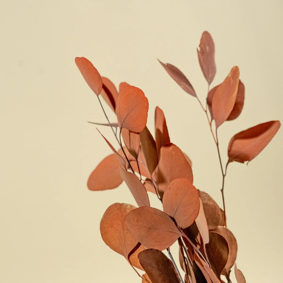 Preserved Silver Dollar Eucalyptus - Autumn - Image 3