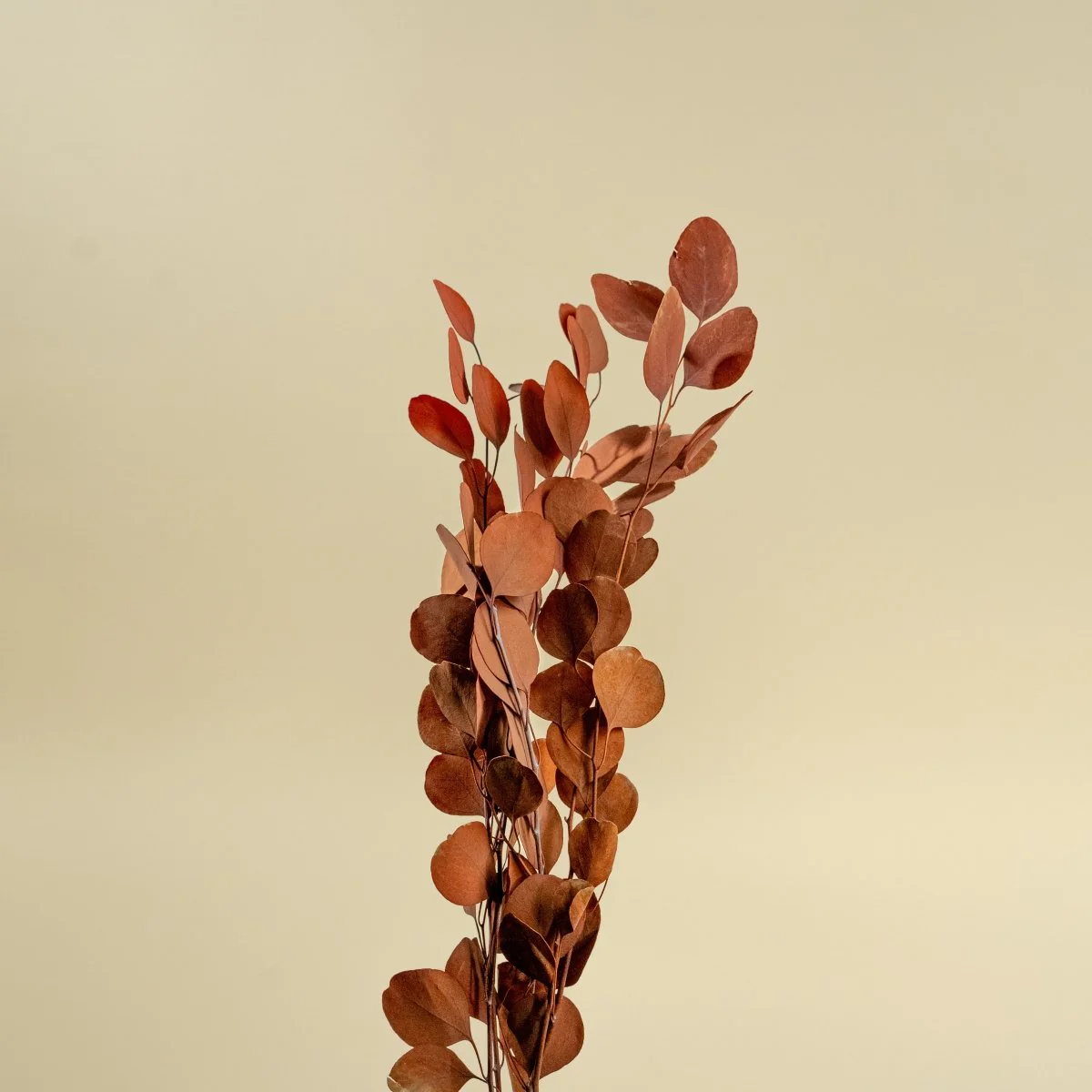 Preserved Silver Dollar Eucalyptus - Autumn - Image 4