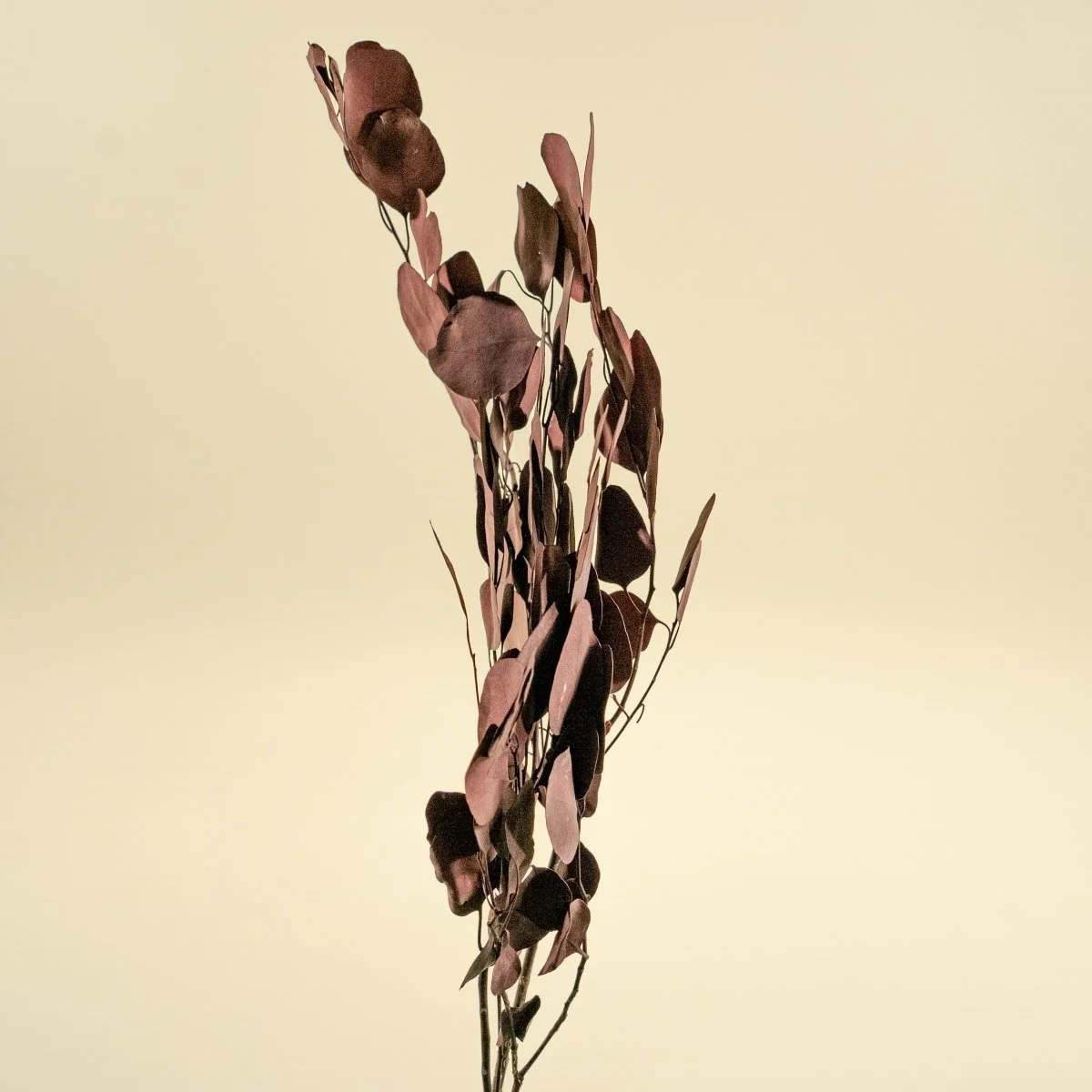 Preserved Silver Dollar Eucalyptus - Burgundy - Image 3