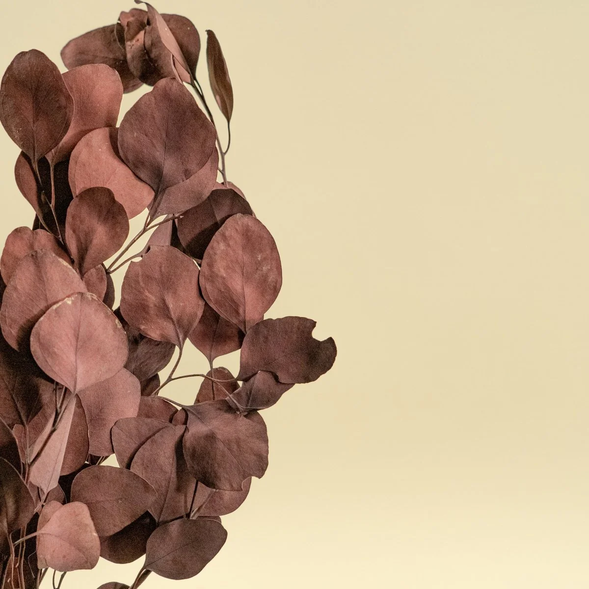 Preserved Silver Dollar Eucalyptus - Burgundy - Image 4
