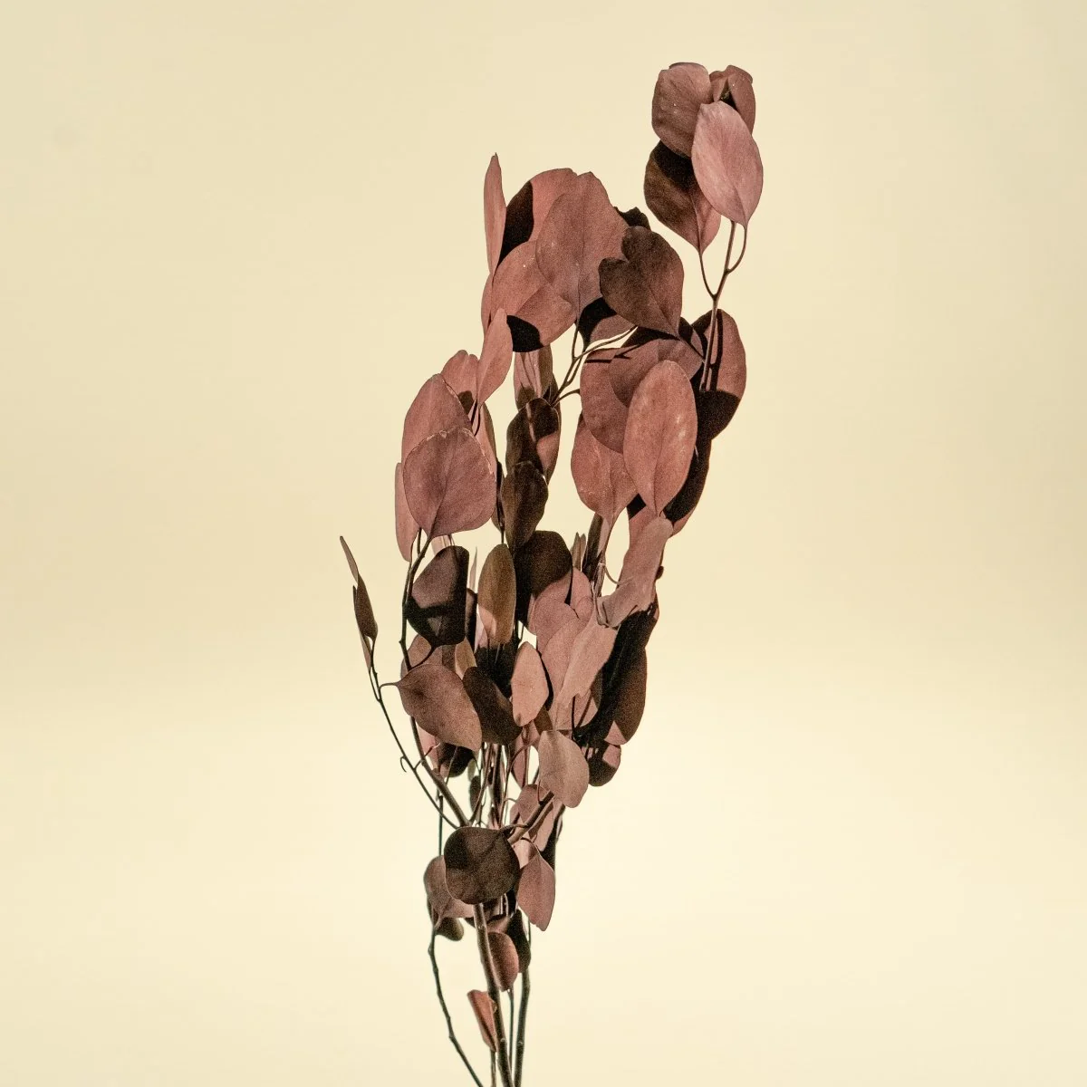 Preserved Silver Dollar Eucalyptus - Burgundy - Image 5