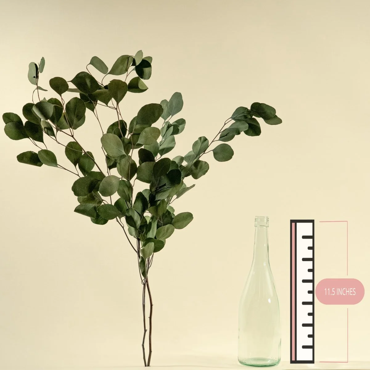Preserved Silver Dollar Eucalyptus (Green) - Sample - Image 2