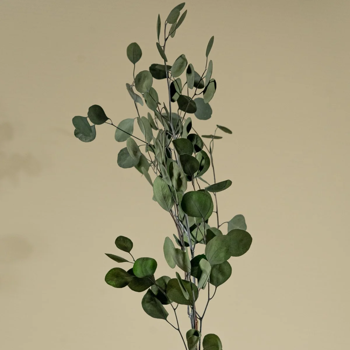 Preserved Silver Dollar Eucalyptus (Green) - Sample - Image 3