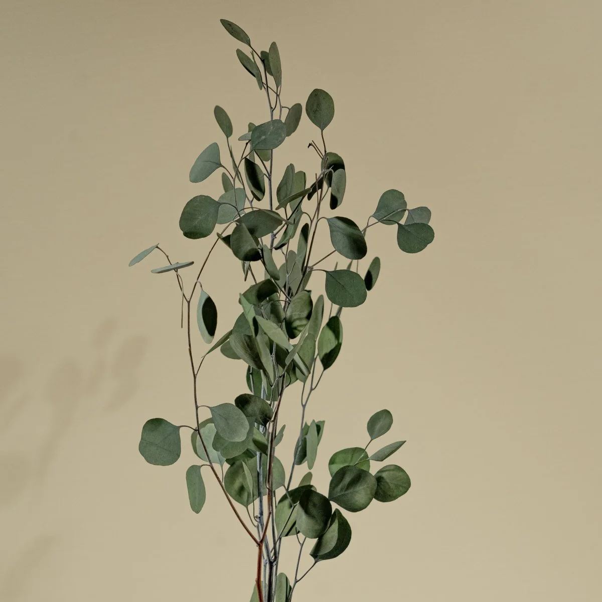 Preserved Silver Dollar Eucalyptus (Green) - Sample - Image 4