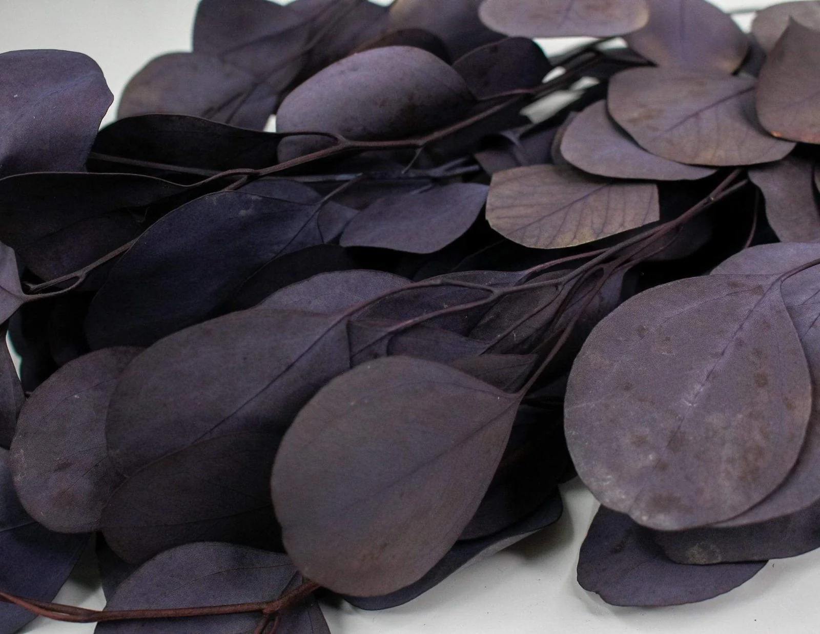Preserved Silver Dollar Eucalyptus - Plum/Purple - Image 2