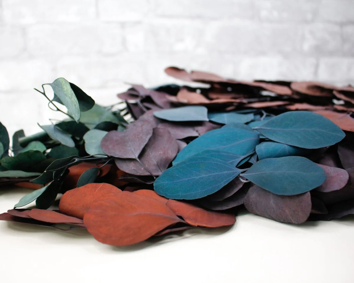 Preserved Silver Dollar Eucalyptus Sample Pack - Image 3