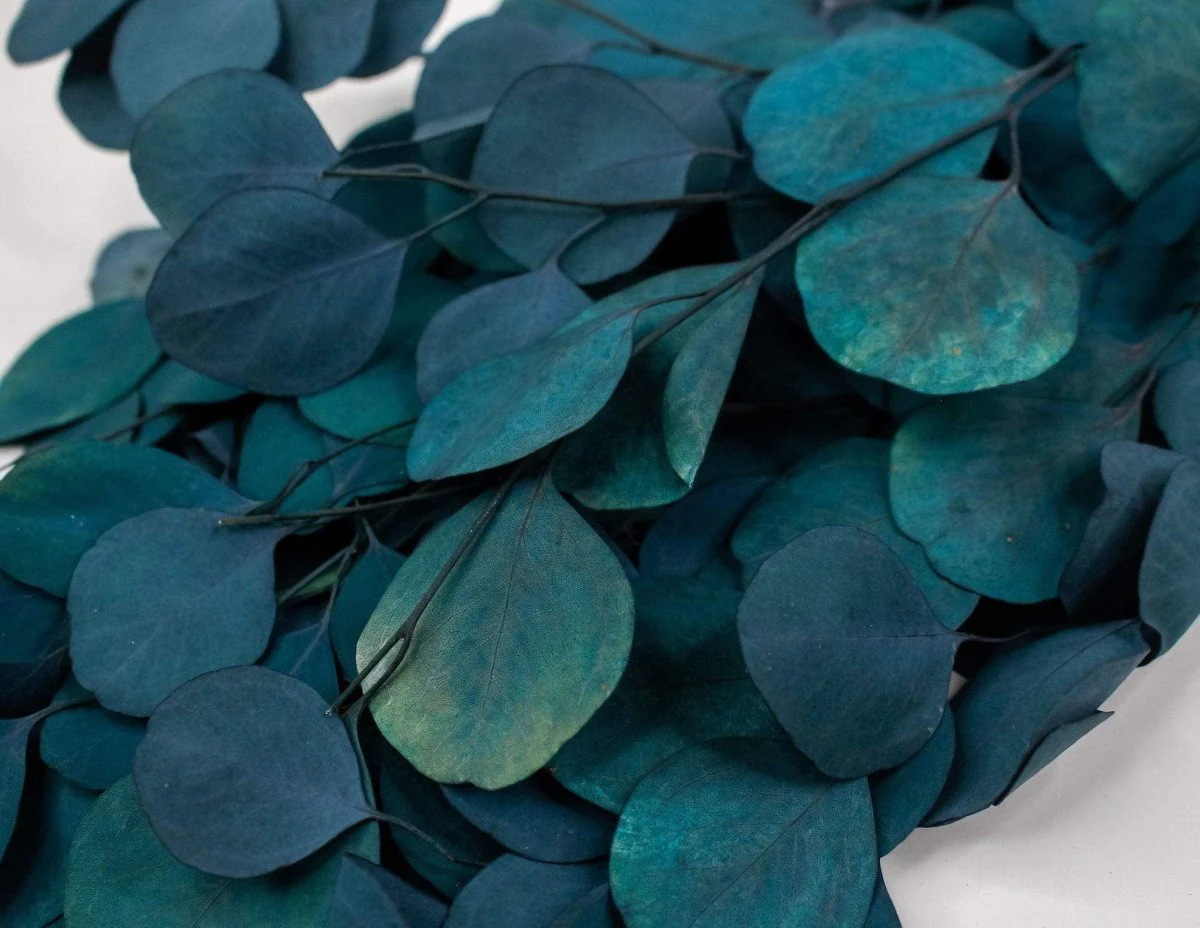 Preserved Silver Dollar Eucalyptus - Teal - Image 2