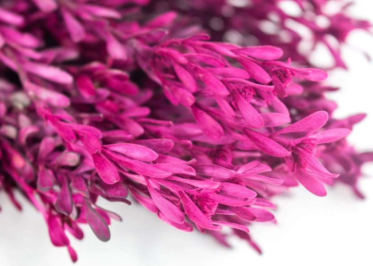 Pubescens Bundle - Merlot - Image 4