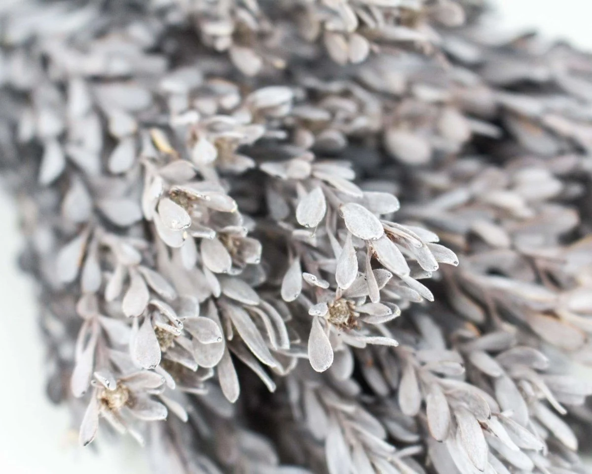 Pubescens Bundle - Silver/White - Image 2