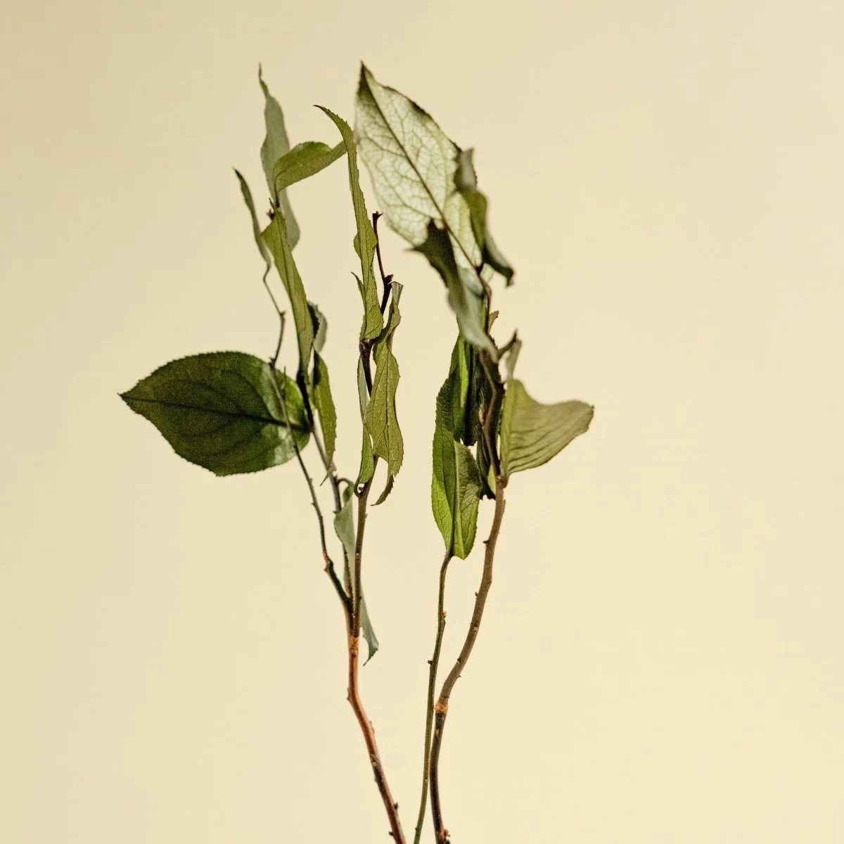 Salal - Green (Preserved) - Image 4