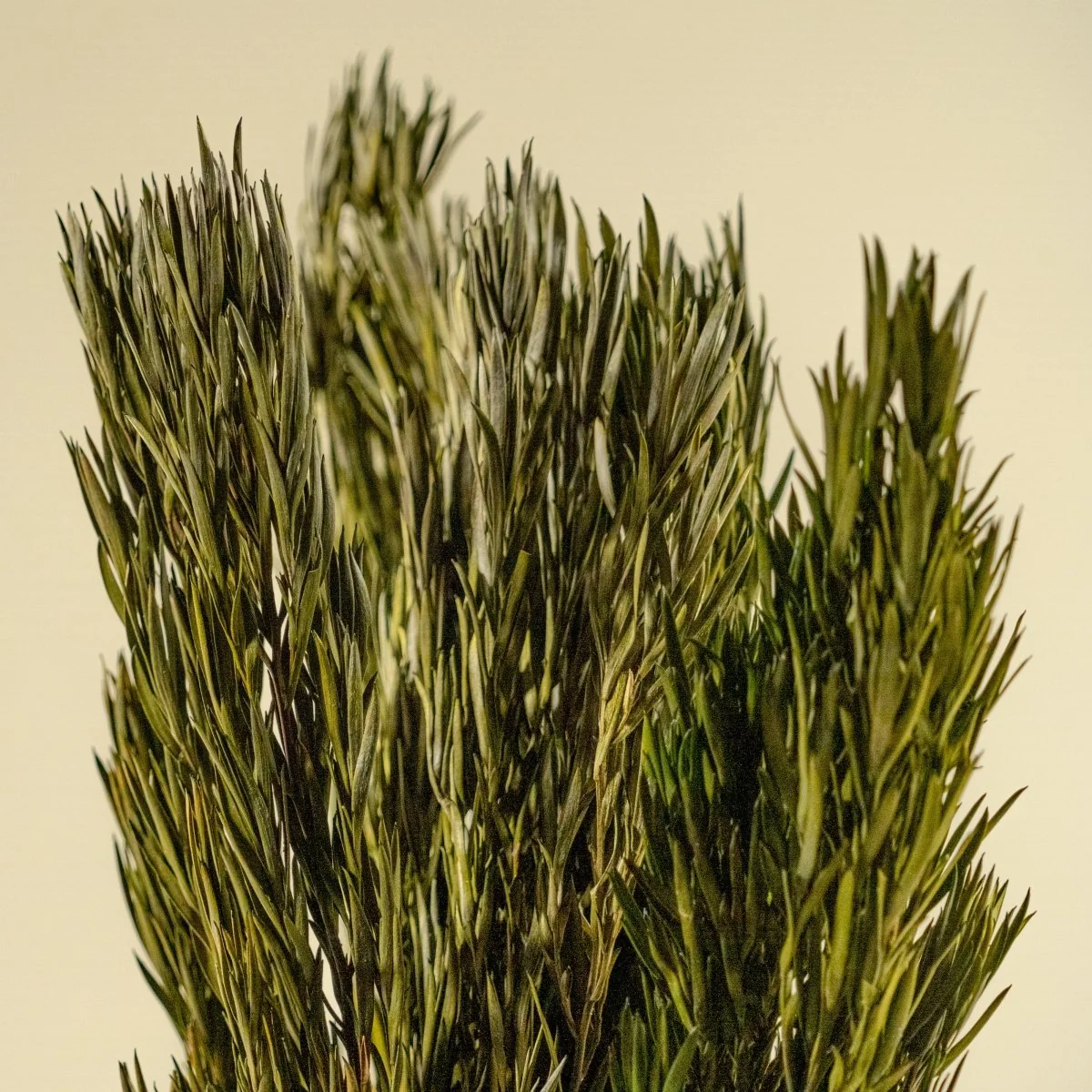 Salignum Male - Green - Image 3