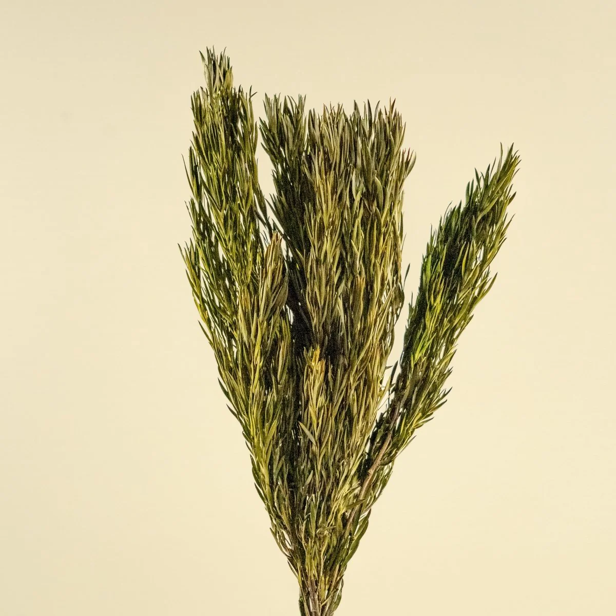 Salignum Male - Green - Image 4