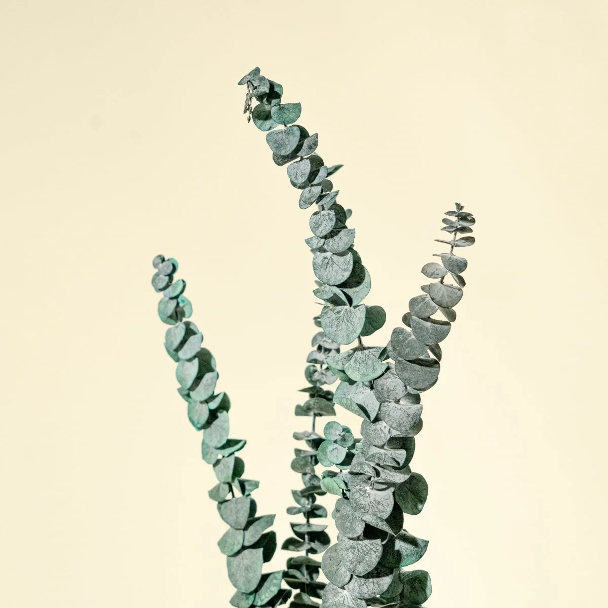 Satin Washed Eucalyptus - Blue Sky - Image 3