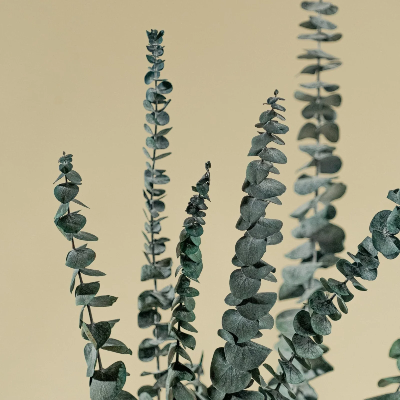 Satin Washed Eucalyptus (Kelly Green) - Sample - Image 3
