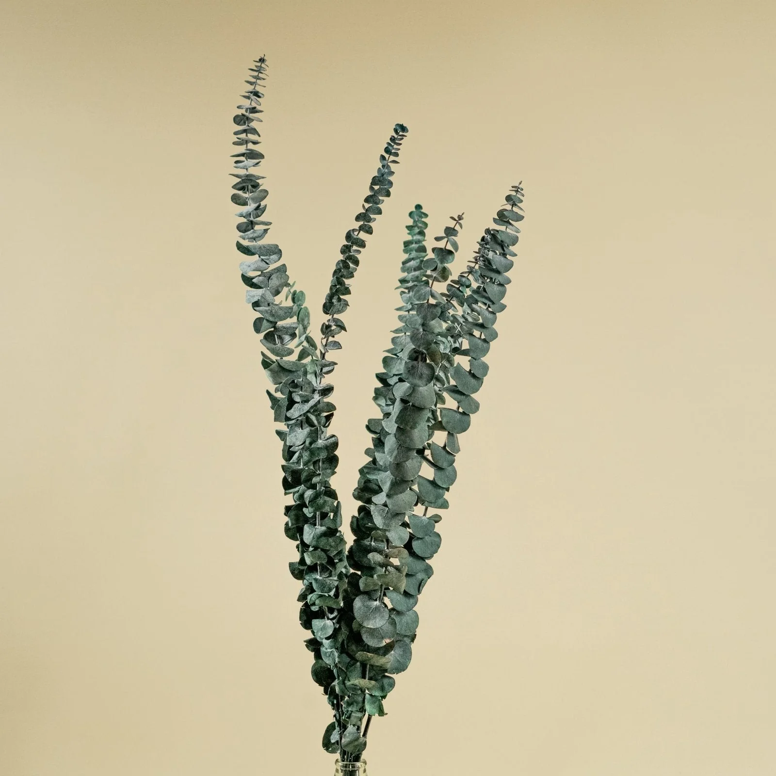 Satin Washed Eucalyptus (Kelly Green) - Sample - Image 4