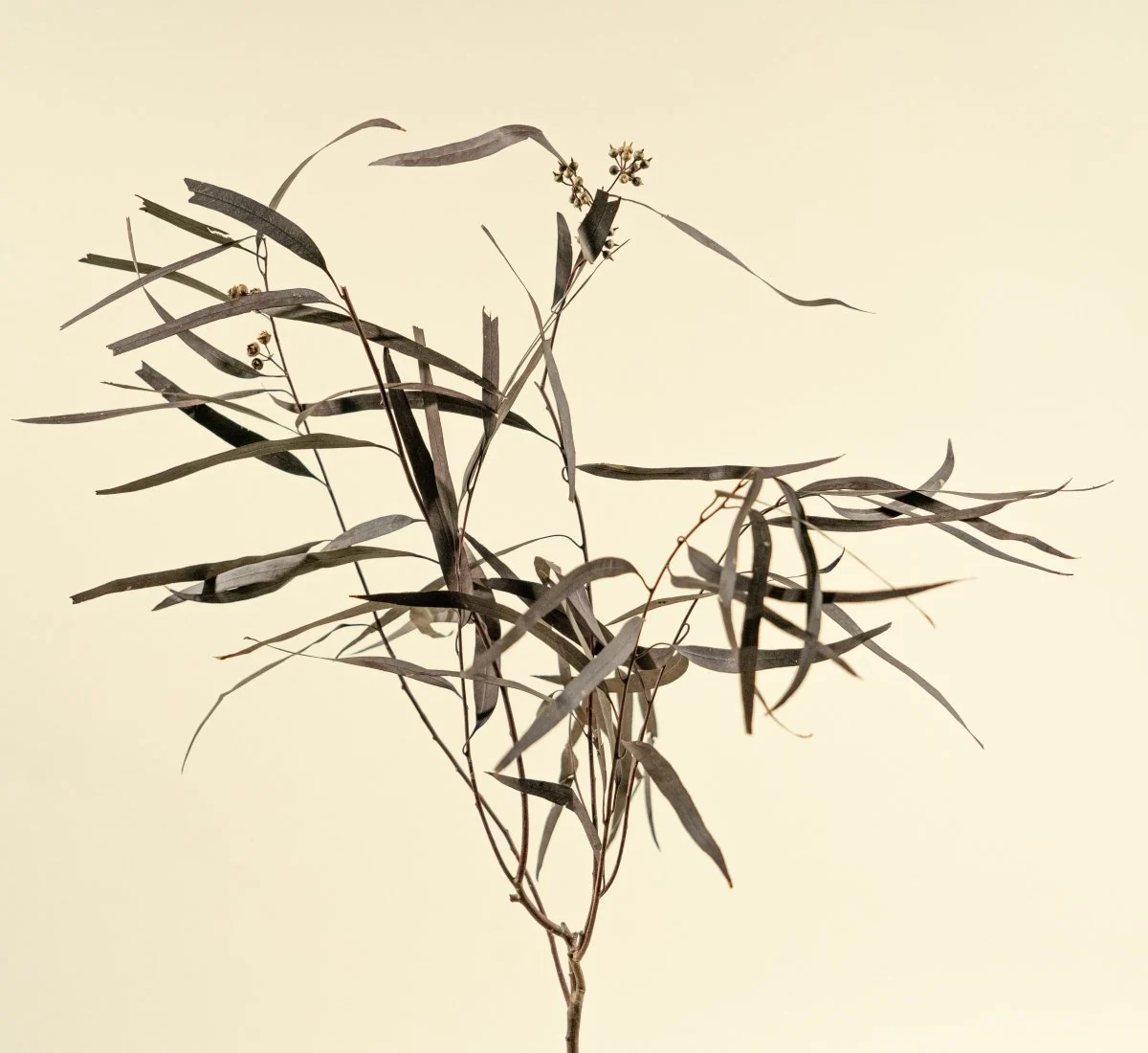 Seeded Willow Eucalyptus - Plum/Purple - Image 3