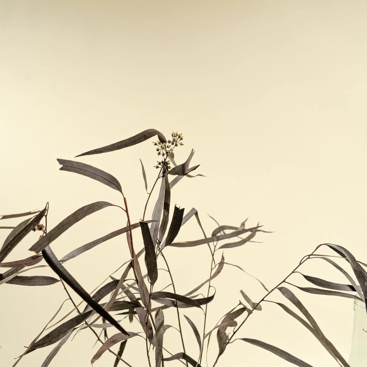 Seeded Willow Eucalyptus - Plum/Purple - Image 4