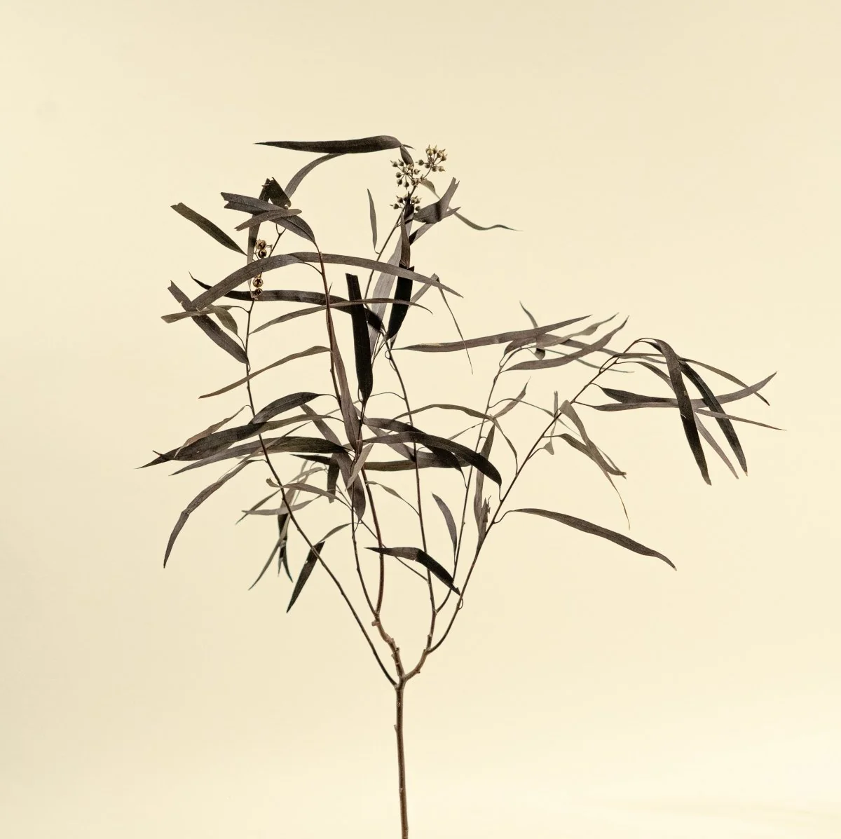 Seeded Willow Eucalyptus - Plum/Purple - Image 5