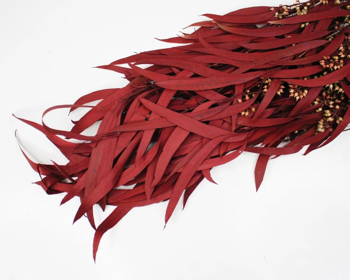 Seeded Willow Eucalyptus - Red - Image 2