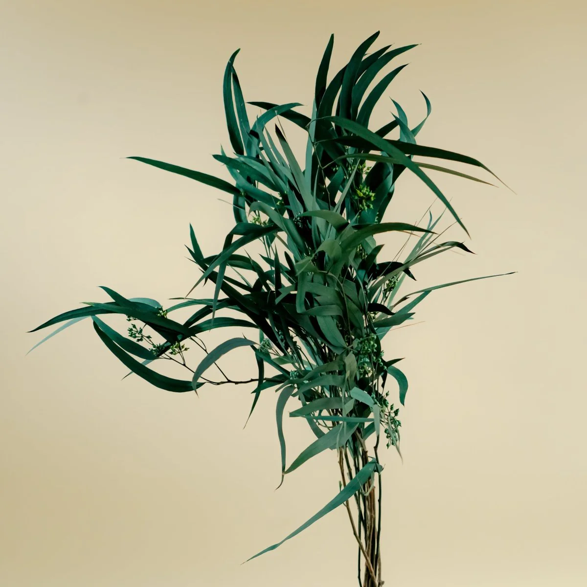 Seeded Willow Eucalyptus - Teal - Image 4