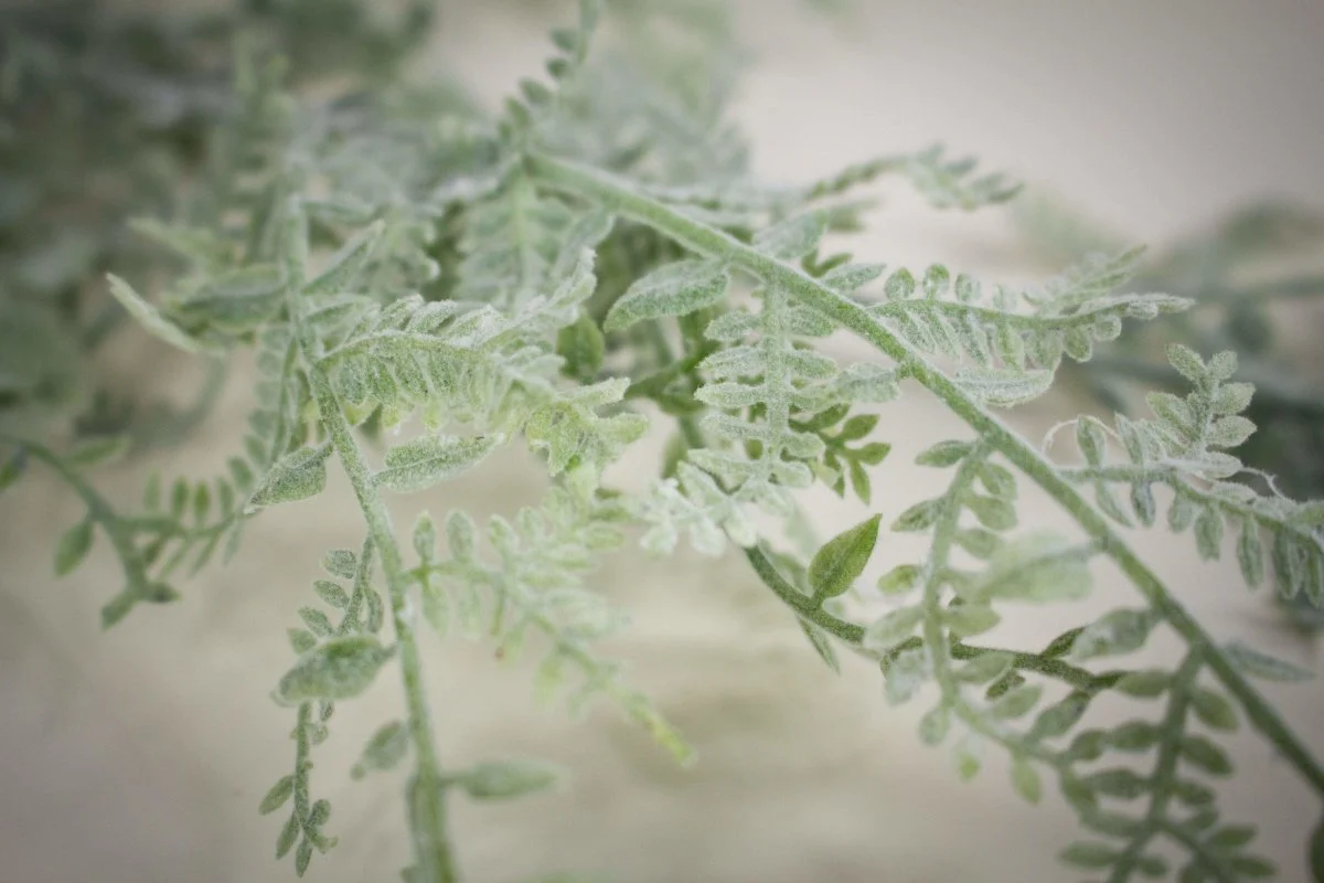 Snake Fern - Image 2