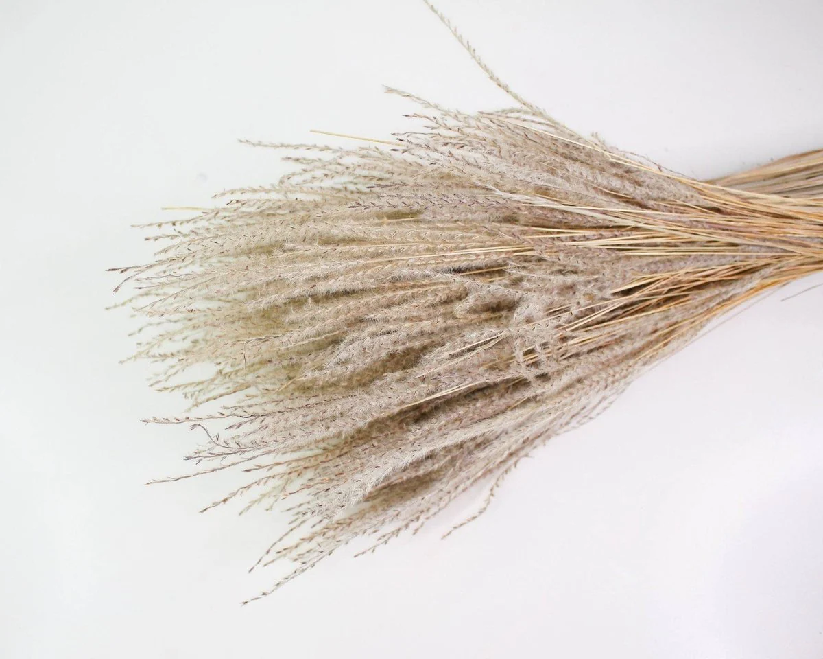 Snowdrop Grass - Natural - Image 3