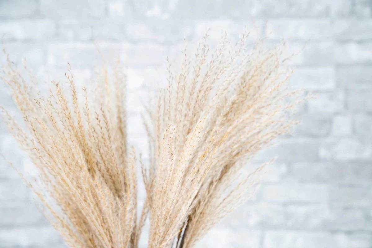 Soft Miscanthus - Natural - Image 2