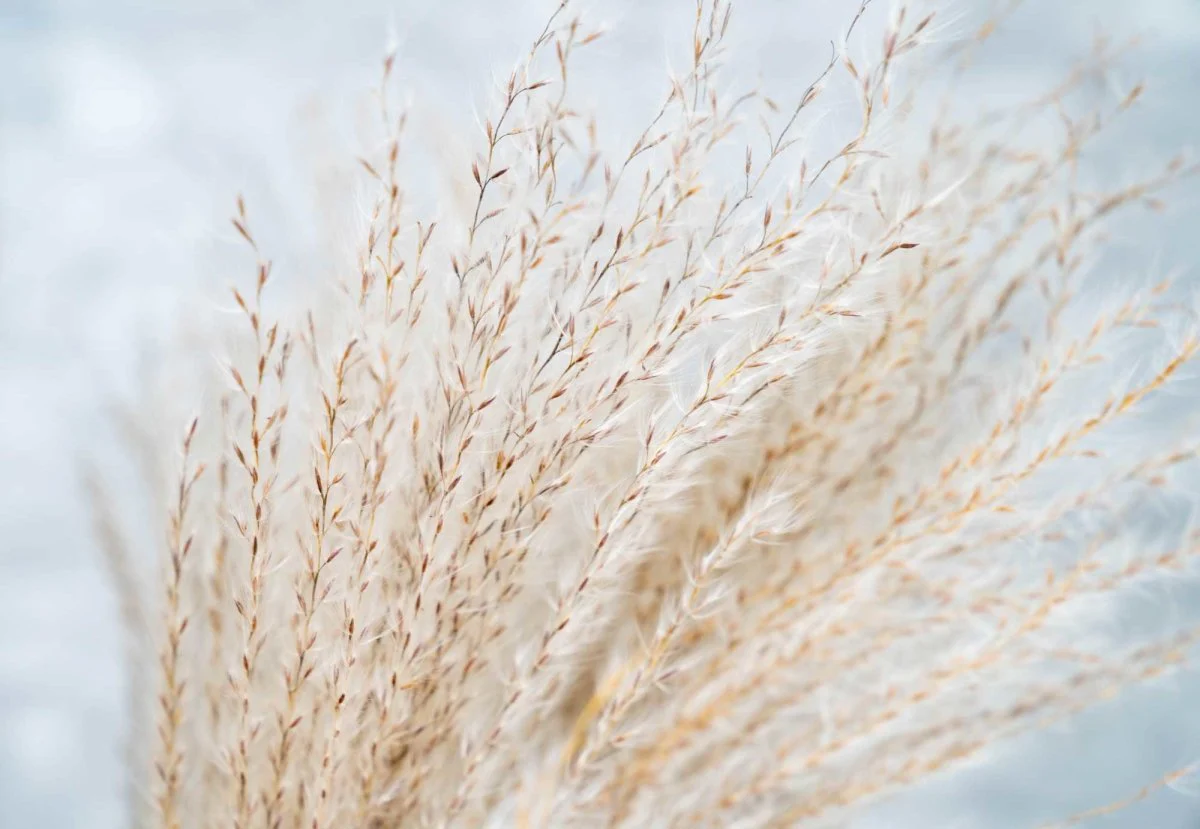 Soft Miscanthus - Natural - Image 3